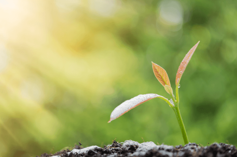 a small seedling representing growth as part of business growth